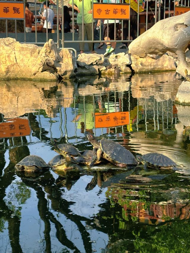 龙华寺旅行图片 5
