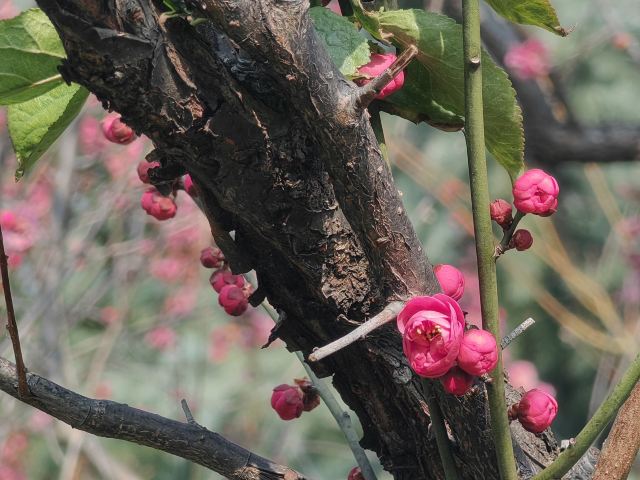 南京明故宫遗址公园旅行图片 2