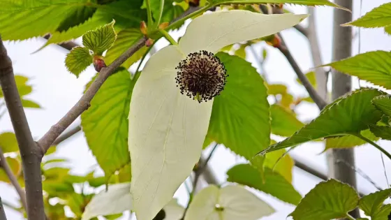 金沙江向溪珍稀植物園