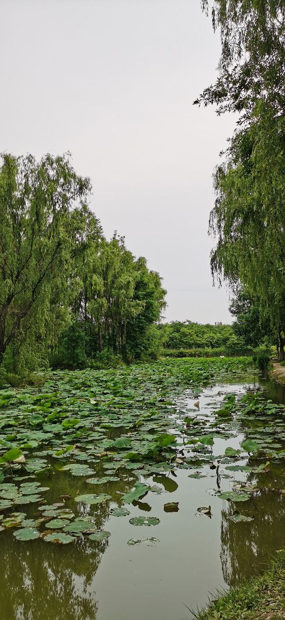 西安浐灞国家湿地公园旅行图片 3