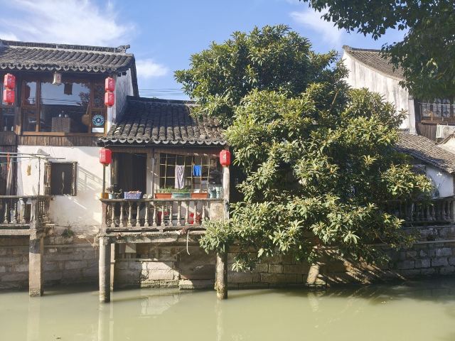 枫泾古镇旅行图片 3