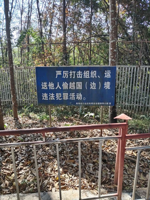 西双版纳独树成林景区旅行图片 2