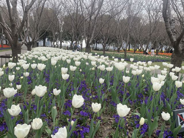 琴键春园旅行图片 3