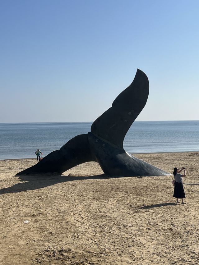 孤独的鲸旅行图片 3