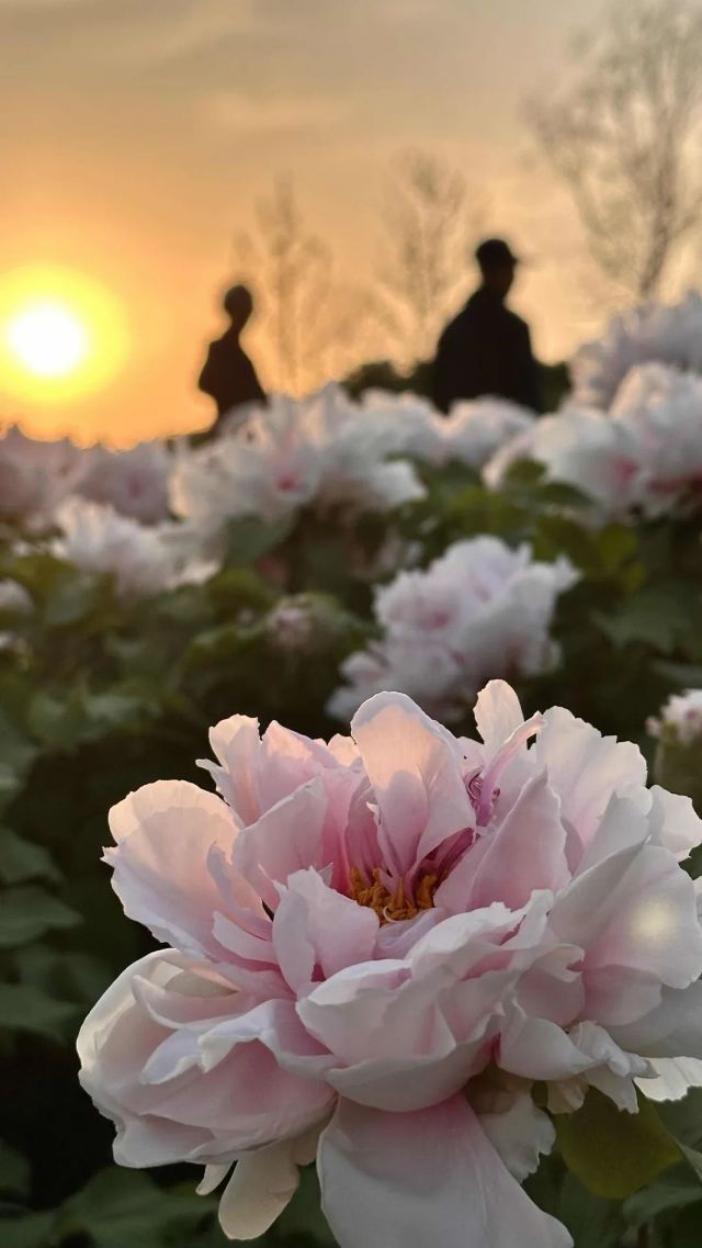 骆岗公园旅行图片 6