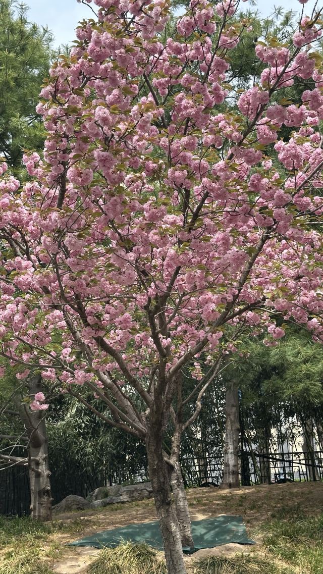 宣武艺园旅行图片 11