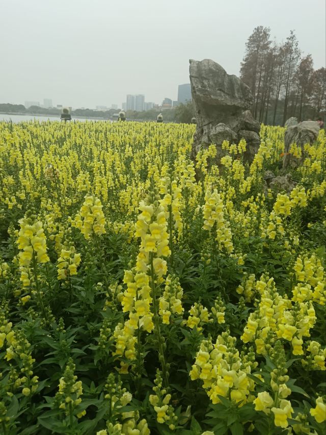 顺峰山公园旅行图片 2