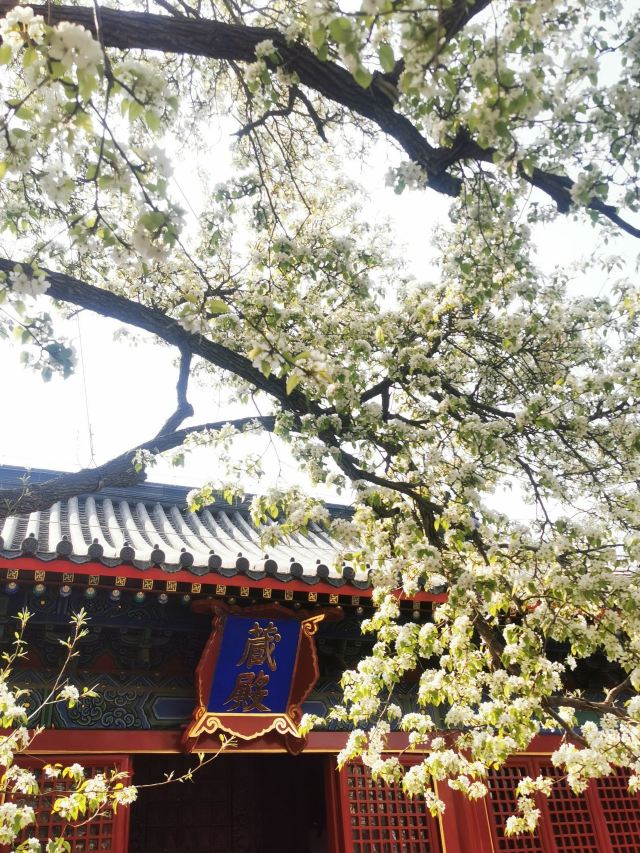 智化寺旅行图片 1