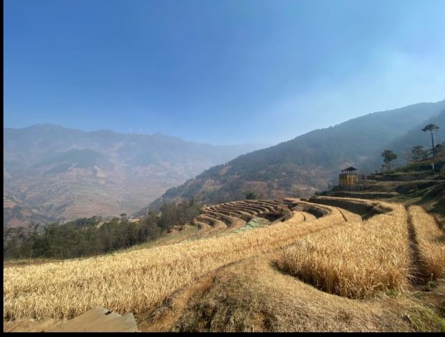 新山梯田旅行图片 1