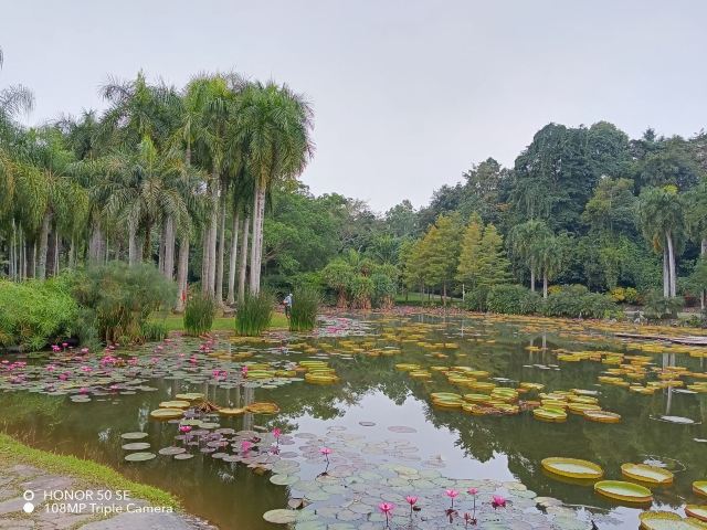 西双版纳热带植物园-百香园旅行图片 4