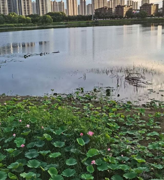 地坤湖公园旅行图片 3