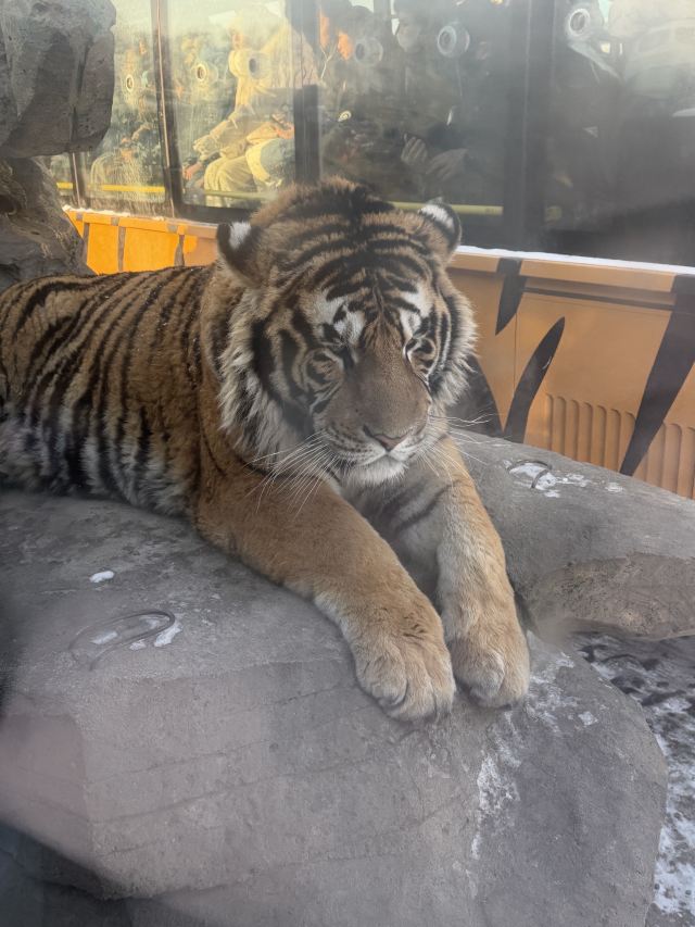 东北虎林园旅行图片 1