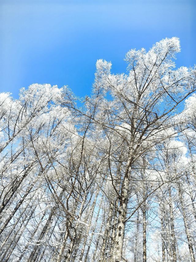 五虎山森林公园旅行图片 2
