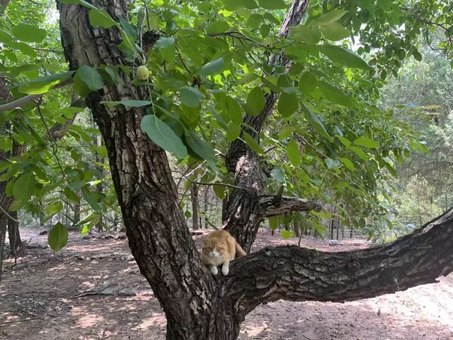 四门塔旅行图片 3