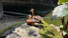 库兰达考拉花园-库兰达-YoYo_0W6L9G6L