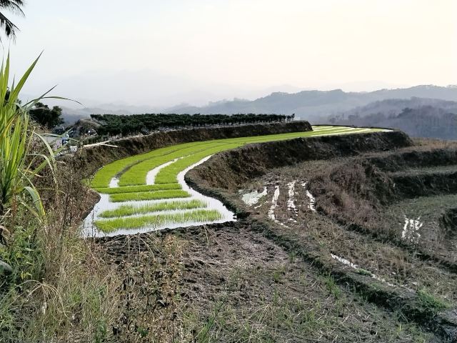 牙胡梯田景区旅行图片 4