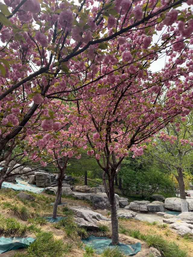 宣武艺园旅行图片 6