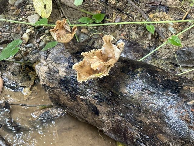 基诺山幽河谷雨林旅行图片 7