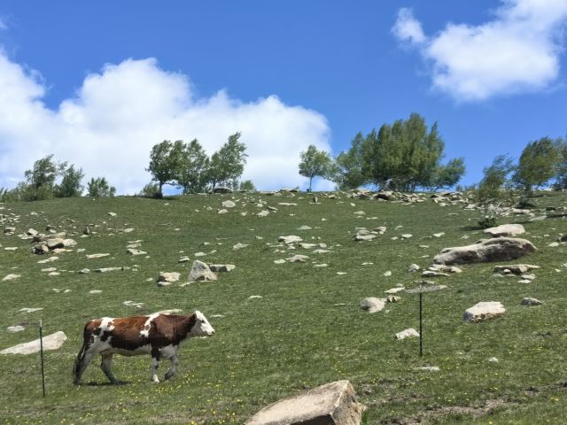 黄岗梁国家森林公园旅行图片 2