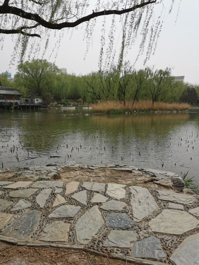 柳荫公园旅行图片 1