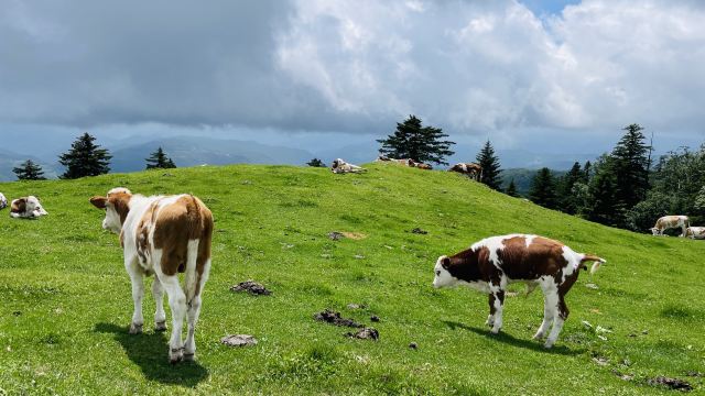 老秃顶草原景区(暂停开放)旅行图片 4