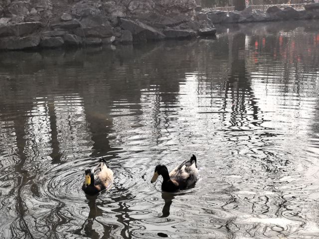大观园旅行图片 1