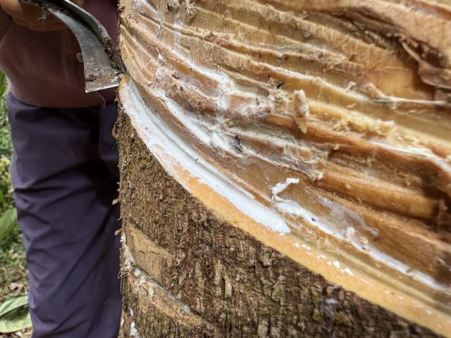 西双版纳纳卡雨林徒步旅行图片 8