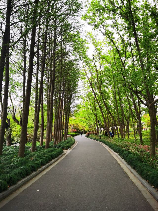 金桥公园旅行图片 2