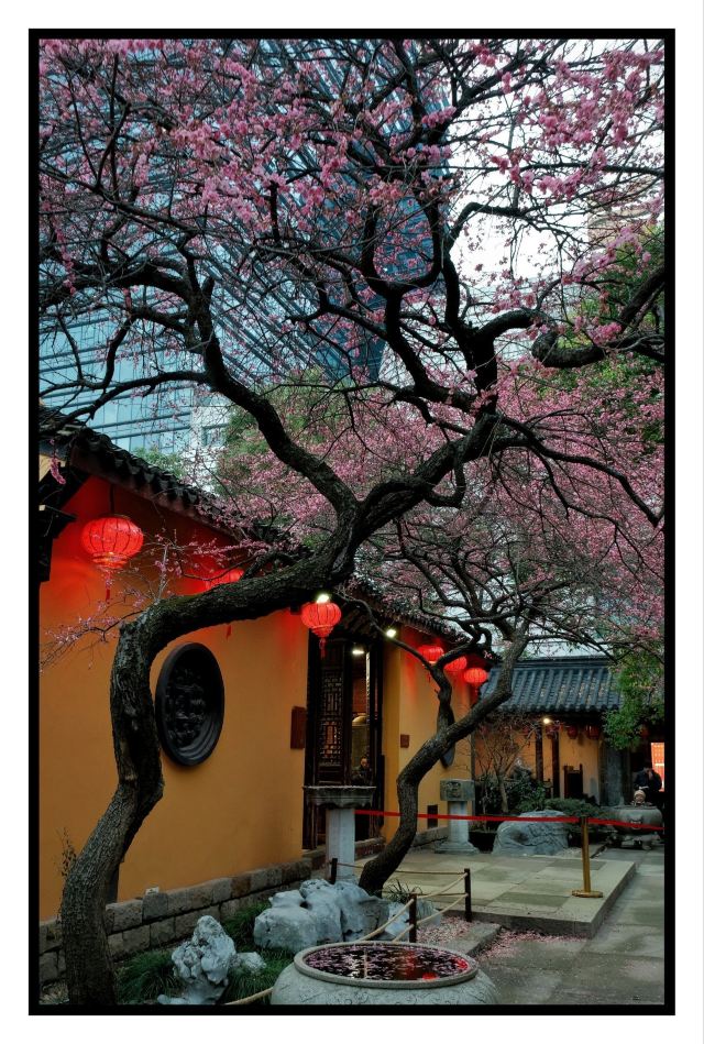 湖州铁佛寺旅行图片 2