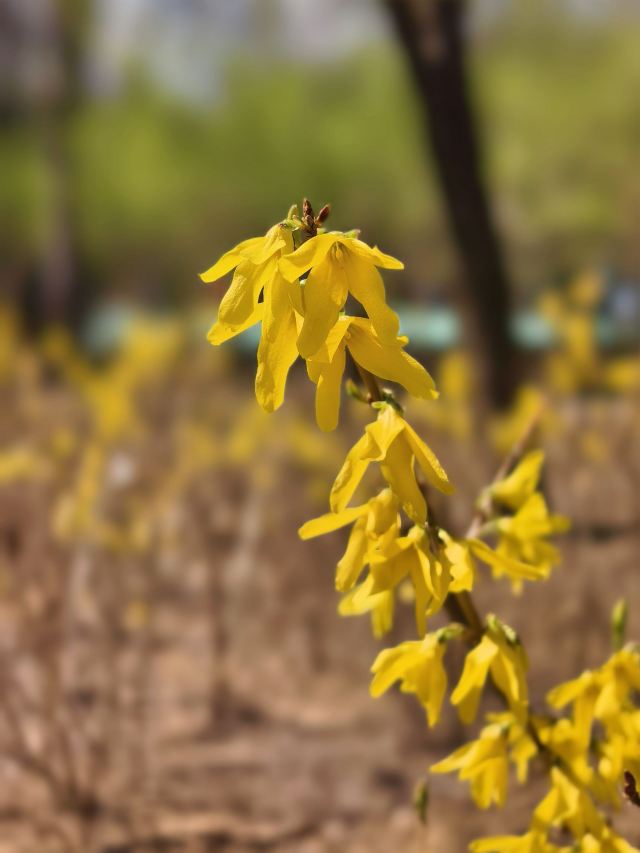 老山城市休闲公园旅行图片 3