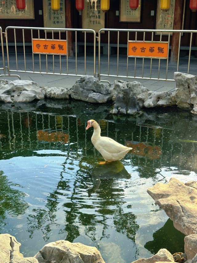 龙华寺旅行图片 8