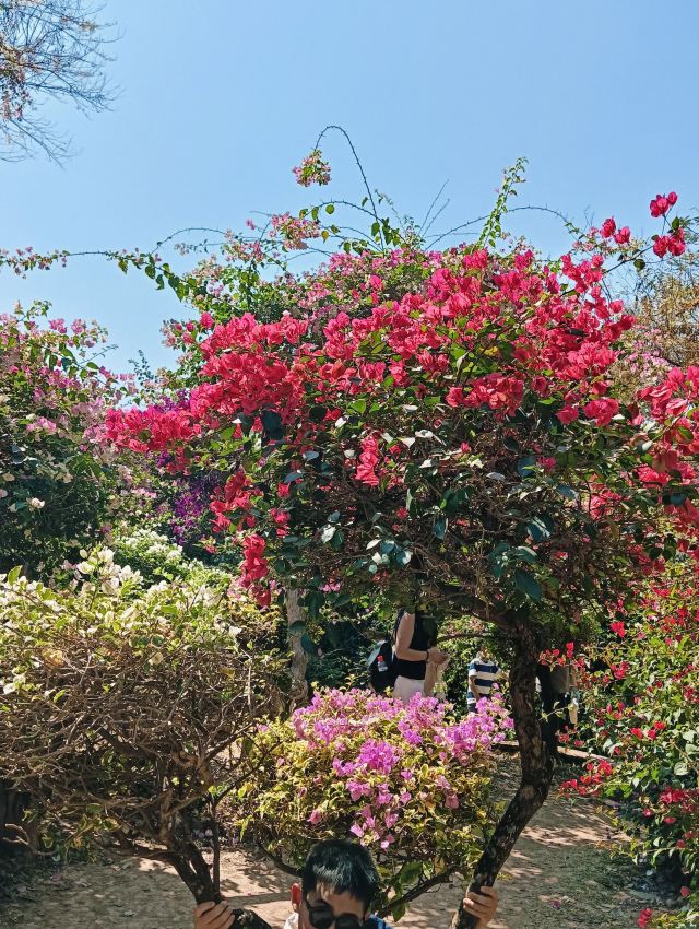曼听御花园景区旅行图片 2