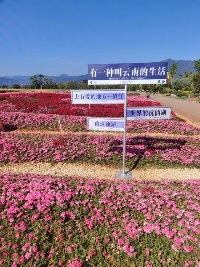抚仙湖国际度假小镇湖畔森林公园旅行图片 3
