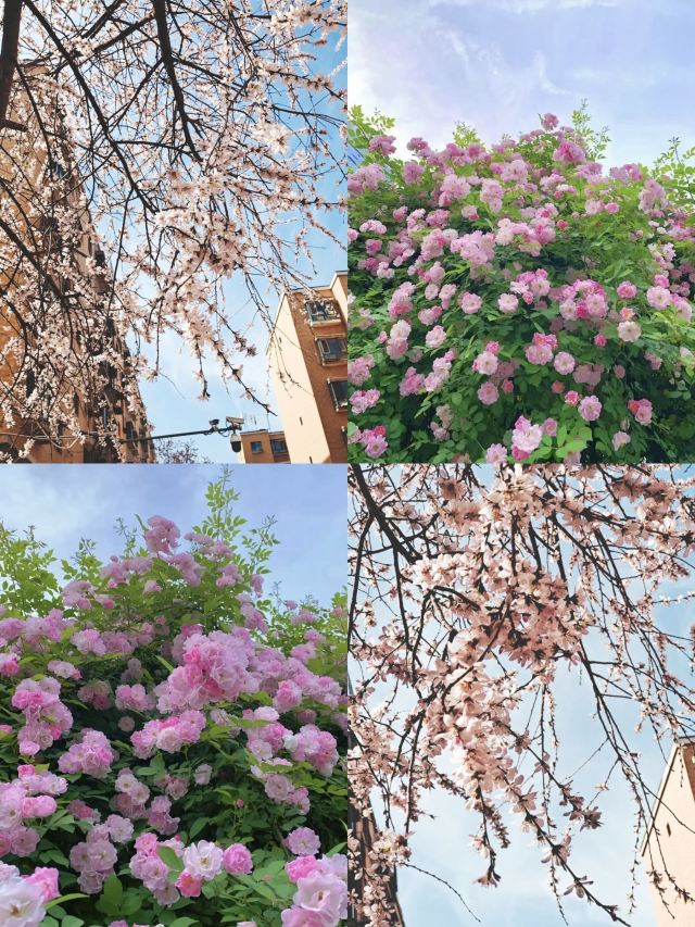 上海植物园旅行图片 1
