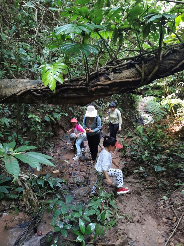 基诺山达娘雨林徒步旅行图片 7