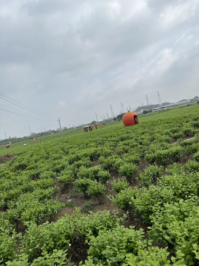 中国茉莉小镇旅行图片 2