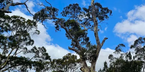 Belair National Park