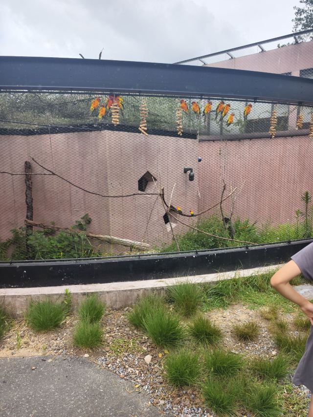 千鹦鸟舍鹦鹉主题乐园旅行图片 8