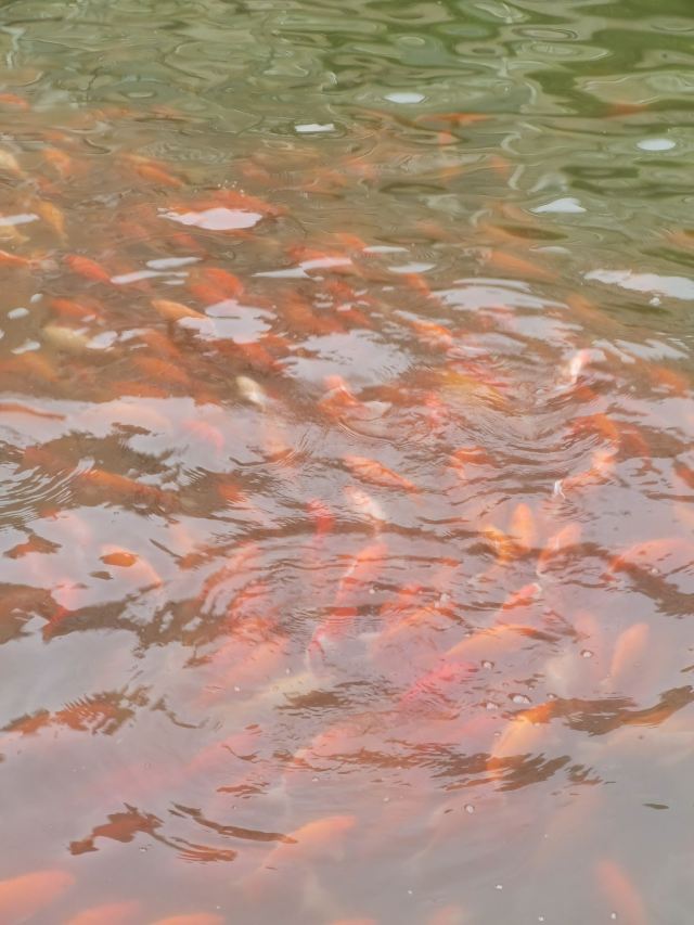 朝阳公园旅行图片 3