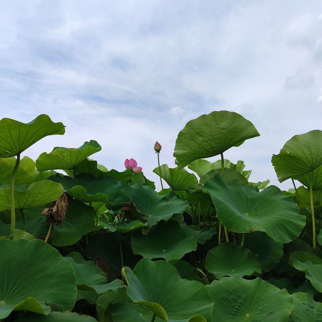 麒麟水乡旅行图片 1