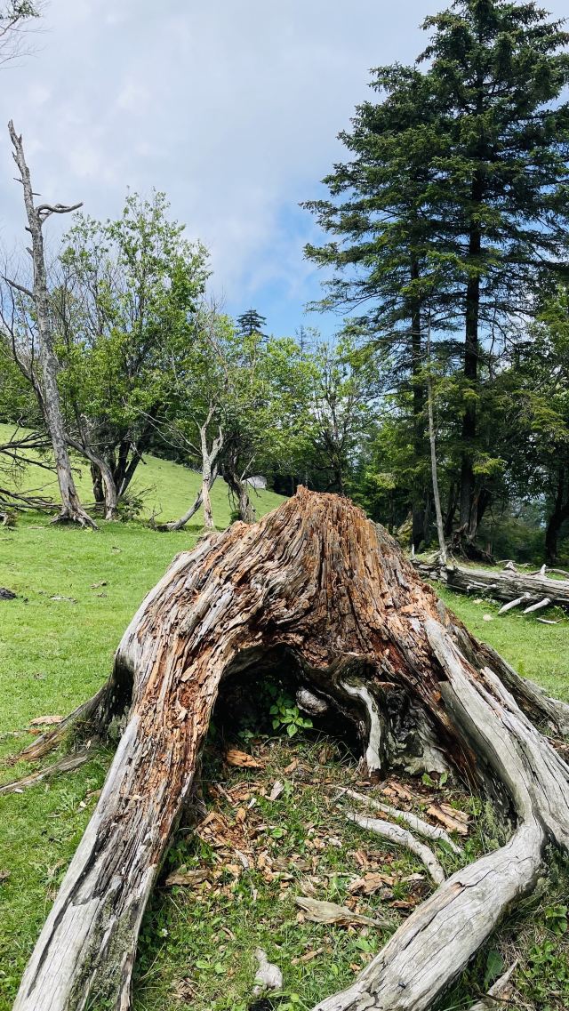 老秃顶草原景区(暂停开放)旅行图片 10