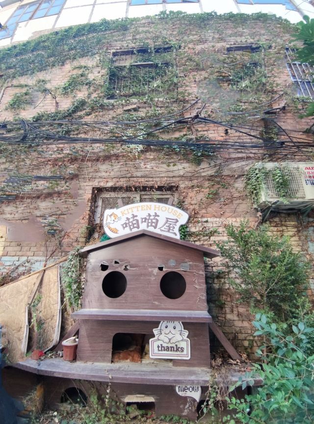坤中巷喵喵街小广场旅行图片 5
