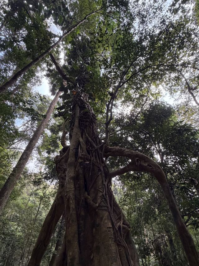 基诺山雨林徒步旅行图片 1