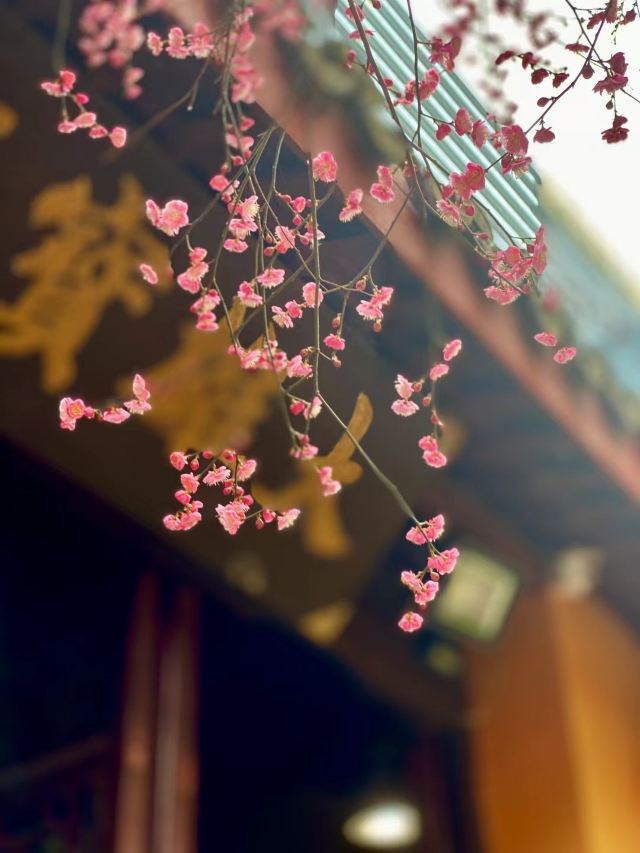 湖州铁佛寺旅行图片 5