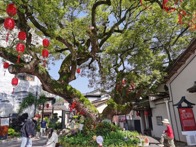 清湖古镇旅行图片 3