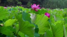 月湖公园-长沙-yangshaowen