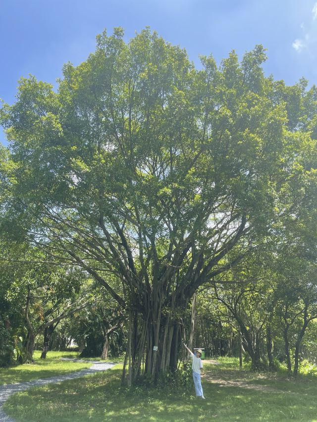 小鸟天堂旅行图片 1
