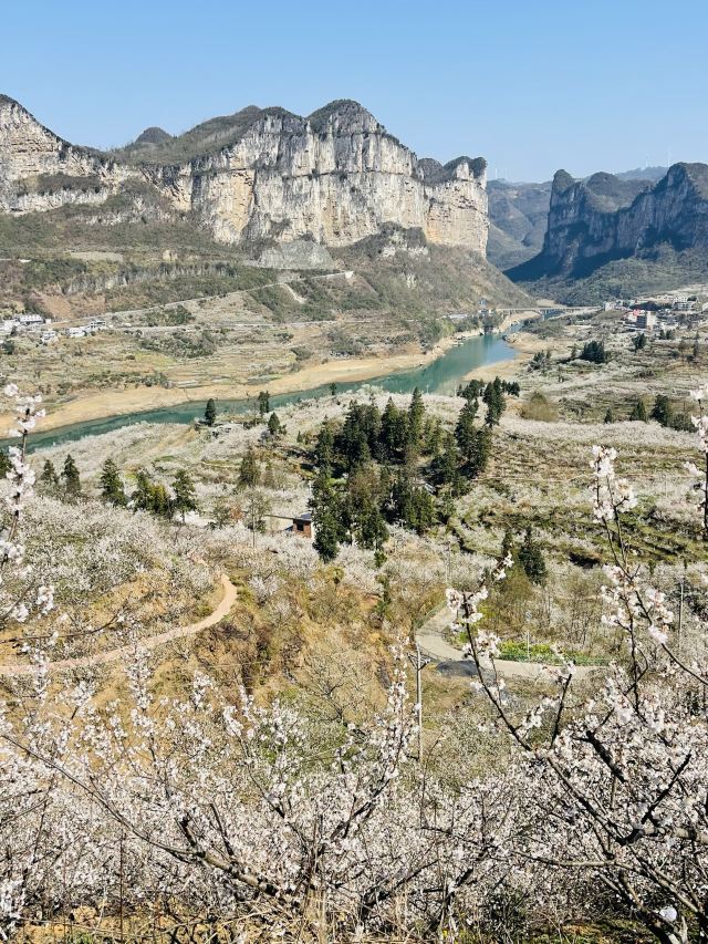 凹河万亩樱桃园-露营地旅行图片 7