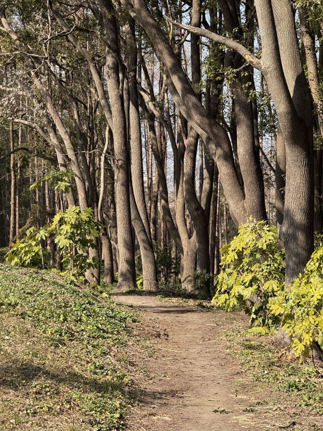 上海共青森林公园旅行图片 3