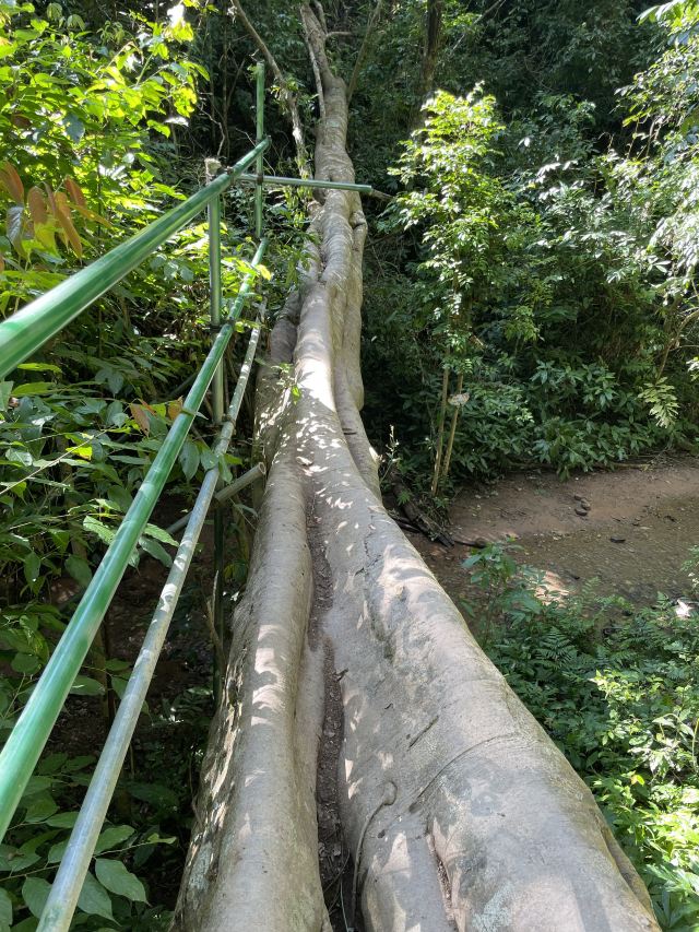 基诺山雨林徒步旅行图片 1
